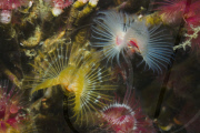 MARINE WILDLIFE