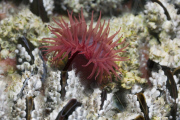 MARINE WILDLIFE