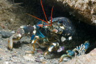 MARINE WILDLIFE