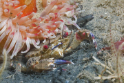 MARINE WILDLIFE