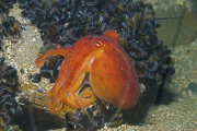 MARINE WILDLIFE