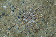 MARINE WILDLIFE