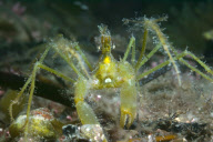 MARINE WILDLIFE