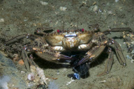 MARINE WILDLIFE