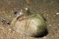 MARINE WILDLIFE