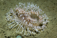 MARINE WILDLIFE