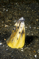 MARINE WILDLIFE