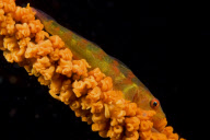 MARINE WILDLIFE