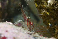 MARINE WILDLIFE