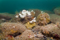 MARINE WILDLIFE