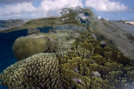 MARINE WILDLIFE