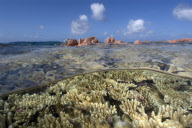 MARINE WILDLIFE