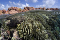 MARINE WILDLIFE