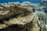 MARINE WILDLIFE