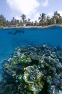 MARINE WILDLIFE
