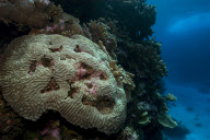 MARINE WILDLIFE