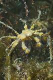 MARINE WILDLIFE