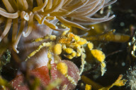 MARINE WILDLIFE
