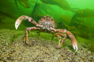 MARINE WILDLIFE