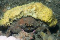 MARINE WILDLIFE