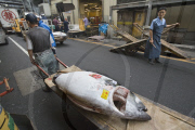 Japan Tsukiji Fish Market 
