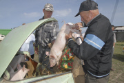 Animal market