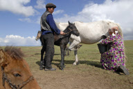Horse milking