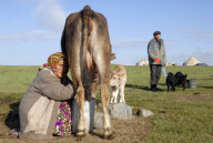Cow milking