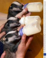 Orphaned badger triplets, Secret World Animal Rescue Centre, Britain - 08 Mar 2007