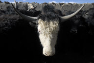 Yak