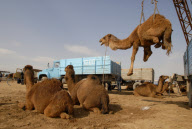 Camel market