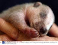 Rescued five-day-old Badger cub, Torquay, Devon, Britain - 05 Feb 2009
