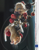 ORPHANED DORMICE AT THE SECRET WORLD WILDLIFE HOSPITAL, DEVON, BRITAIN - SEP 2002