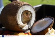 Dopey, the rescued baby dormouse who is now living in a coconut, Secret World wildlife rescue centre, Highbridge, Somerset, Britain - 05 Nov 2007