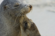 MARINE WILDLIFE