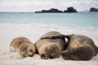 MARINE WILDLIFE
