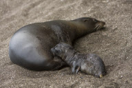 MARINE WILDLIFE