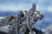 MARINE WILDLIFE