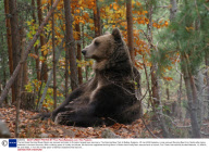 The last three Dancing Brown Bears are rescued and taken to Europe's largest bear sanctuary, The Dancing Bear Park in Belitsa, Bulgaria - 25 Jan 2009