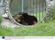 The last three Dancing Brown Bears are rescued and taken to Europe's largest bear sanctuary, The Dancing Bear Park in Belitsa, Bulgaria - 25 Jan 2009