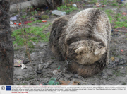 The last three Dancing Brown Bears are rescued and taken to Europe's largest bear sanctuary, The Dancing Bear Park in Belitsa, Bulgaria - 25 Jan 2009