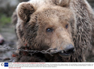 The last three Dancing Brown Bears are rescued and taken to Europe's largest bear sanctuary, The Dancing Bear Park in Belitsa, Bulgaria - 25 Jan 2009
