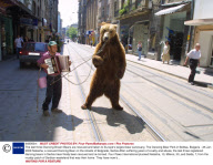The last three Dancing Brown Bears are rescued and taken to Europe's largest bear sanctuary, The Dancing Bear Park in Belitsa, Bulgaria - 25 Jan 2009