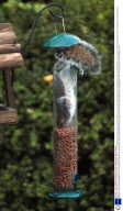 Squirrel takes seeds from bird feeder, Fareham, Hampshire, Britain  - 01 Feb 2009