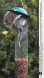 Squirrel takes seeds from bird feeder, Fareham, Hampshire, Britain  - 01 Feb 2009