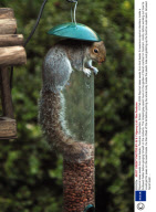 Squirrel takes seeds from bird feeder, Fareham, Hampshire, Britain  - 01 Feb 2009