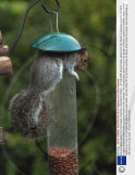 Squirrel takes seeds from bird feeder, Fareham, Hampshire, Britain  - 01 Feb 2009