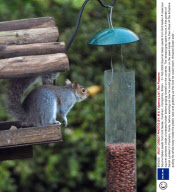 Squirrel takes seeds from bird feeder, Fareham, Hampshire, Britain  - 01 Feb 2009