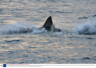 Great White Sharks hunting for Seals in False bay, South Africa - Aug 2008