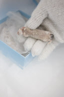Japan Scientist Clones Frozen Animals